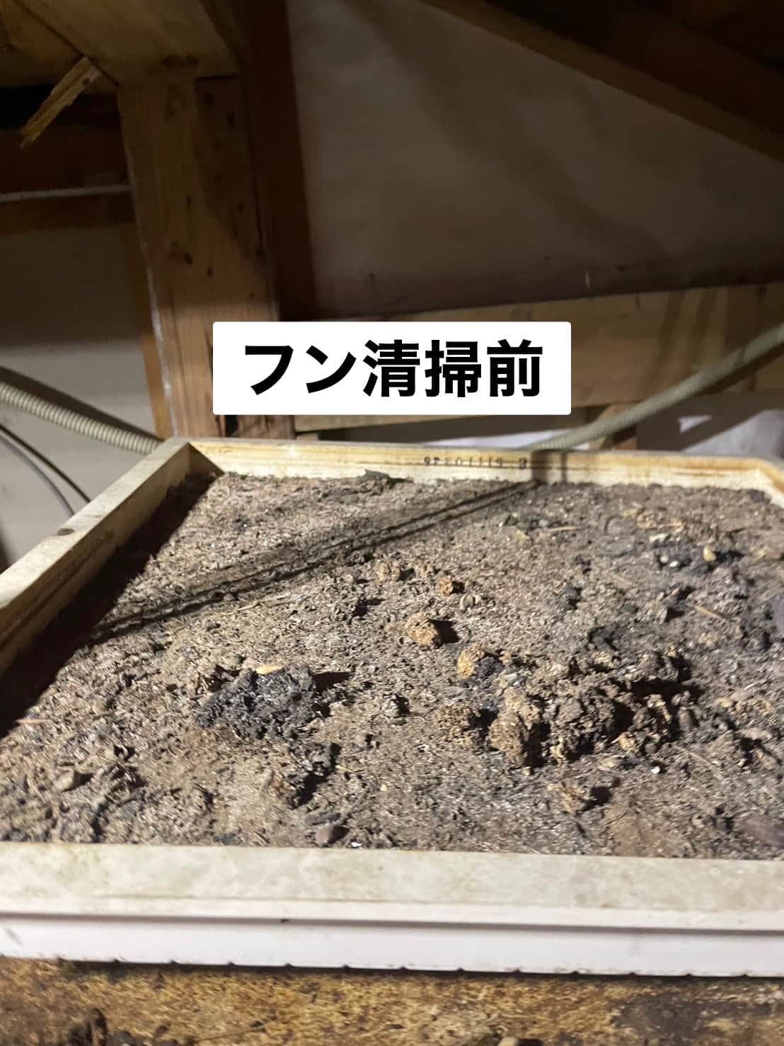 千葉県成田市｜天井裏で繁殖した野生動物の脅威